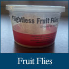 Flightless Fruit Flies